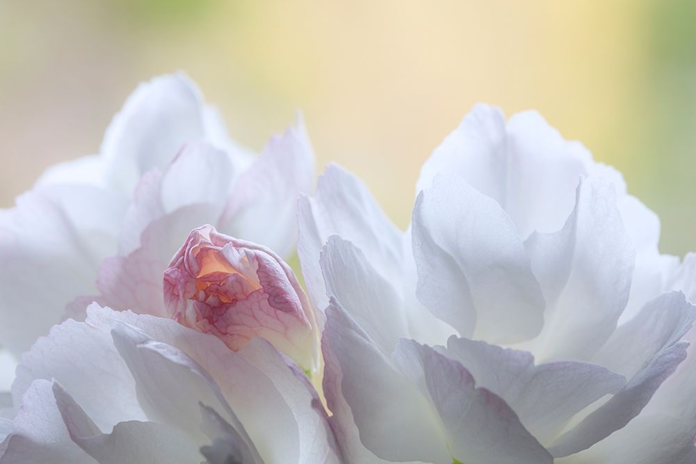 Washington State-Seabeck Flowering cherry blossoms